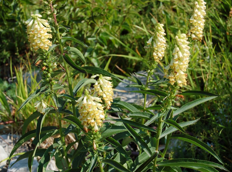 Fioriture magellensi